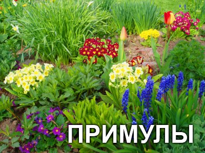 Многолетние Цветы Для Урала Фото